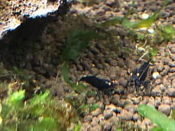 Crevettes caridina cantonensis « Black Devil Orange Eyes «