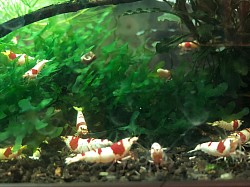 Crevettes caridina cantonensis « Super Red Crystal «