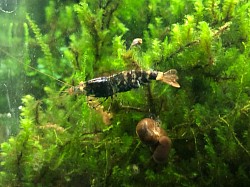 Crevette caridina cantonensis « Tiger Orange Eyes «