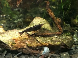 Crevette neocaridina « Black Rose «