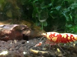 Crevettes caridina cantonensis « Red Fancy Tiger «