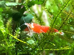 Crevette caridina cantonensis «  Full Santa «