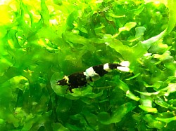 Crevette caridina cantonensis « Panda «