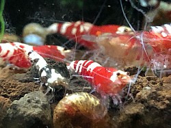 Crevettes caridina cantonensis “ Red Metallic “