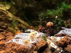 Crevettes caridina cantonensis “ Super White Bee “