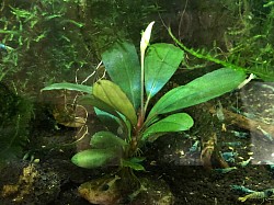 Bucephalandra