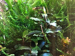 Bucephalandra