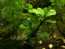 Bucephalandra