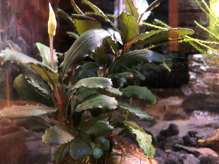 Bucephalandra «  Centiped «