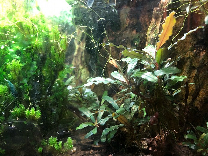 Bucephalandra «  Crocodile Land «