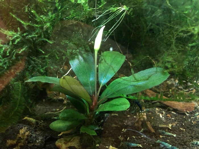 Bucephalandra «  Venus «