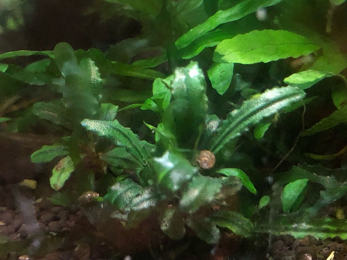 Bucephalandra «  Dark Catherinae «