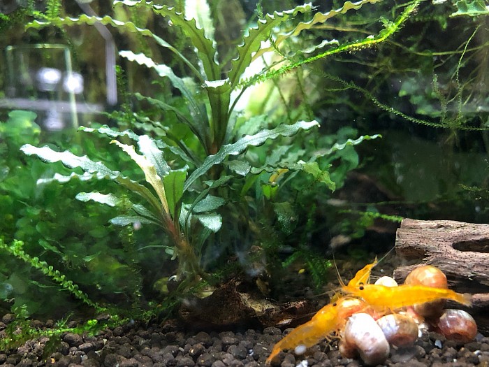 Bucephalandra “ Catherinae “ et crevettes caridina cantonensis “ Yellow King Kong “