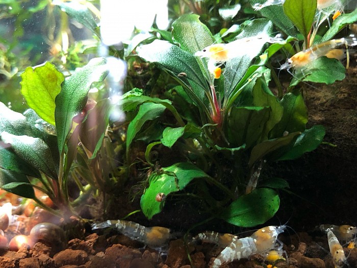 Bucephalandra “ Melon “ et crevettes caridina cantonensis “ Super White Bee “