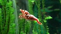 Crevette caridina cantonensis «  Red Boa «