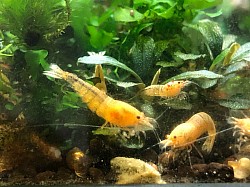 Crevettes caridina cantonensis « Red Bolt «