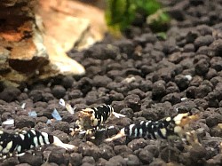 Crevettes caridina cantonensis «  Fancy Tiger Black «