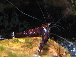 Crevette caridina Dennerli “ Cardinale “