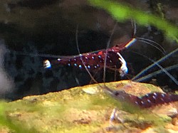 Crevette caridina Dennerli “ Cardinale “