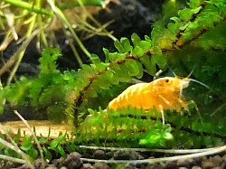 Crevette caridina cantonensis “ Yellow Fishbone “