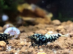 Crevette caridina cantonensis “ Blue Boa “