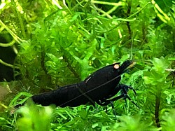 Crevette caridina cantonensis « Black Devil Orange Eyes «